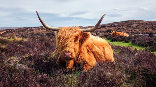 istock Highland cattle near Applecross 1019068772