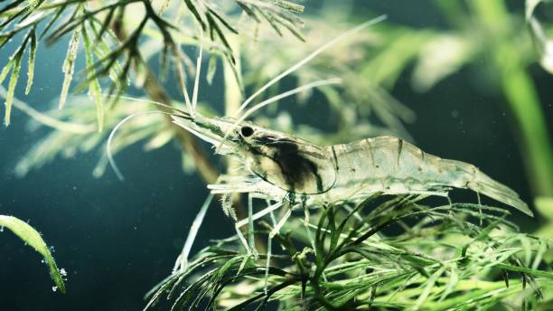 istock Asian glass shrimp Macrobrachium lanchesteri in aquarium 1019068792