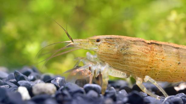 istock Southeast Asia shrimp from a genus Atiopsis in aquarium 1019068806