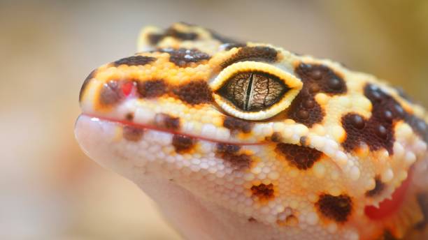 istock Leopard gecko Eublepharis macularius in the Zoo 1019068842