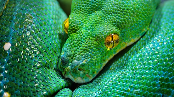 Green Python Spurs Green Tree Python Morelia Viridis Stock Photo - Download Image Now ...