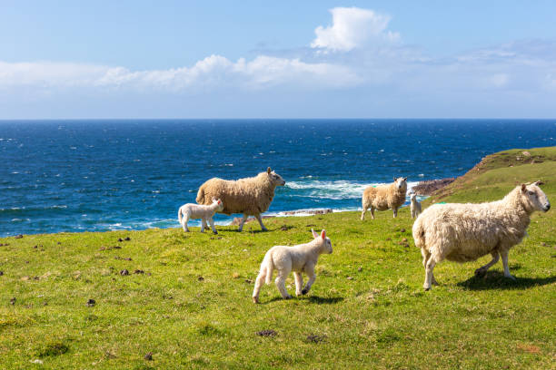 istock Sheeps at the coastline of Stoer 1019068860