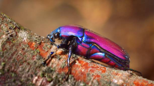 istock Flower chafers or flower scarabs (Cetoniinae) in terrarium 1019068864