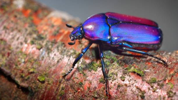 istock Flower chafers or flower scarabs (Cetoniinae) in terrarium 1019068868