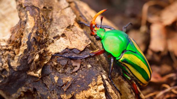 istock Flower chafers or flower scarabs (Cetoniinae) in terrarium 1019068882