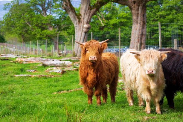 Highland cattle near Applecross Highland cattle on the Applecross peninsula applecross peninsula stock pictures, royalty-free photos & images