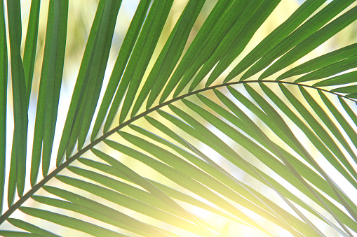 Beautiful Green Palm leaf and sun. Green background of palm trees. Exotic Tropical background. Copy Space.