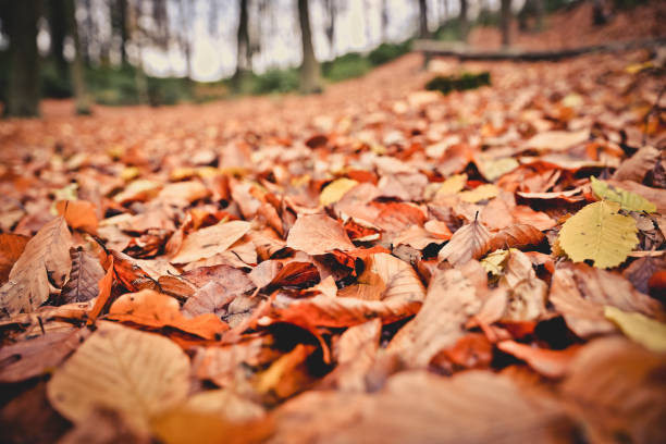 istock Colored wet autumnal leaves 1019071546