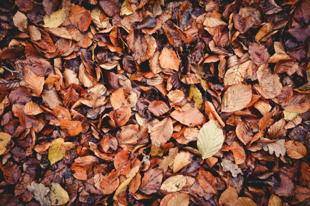 istock Colored wet autumnal leaves 1019071578