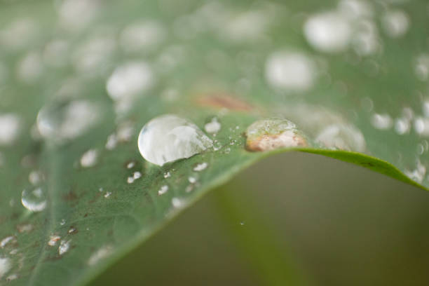 istock Macrophotography, Leaves and Water Droplets 1019079122