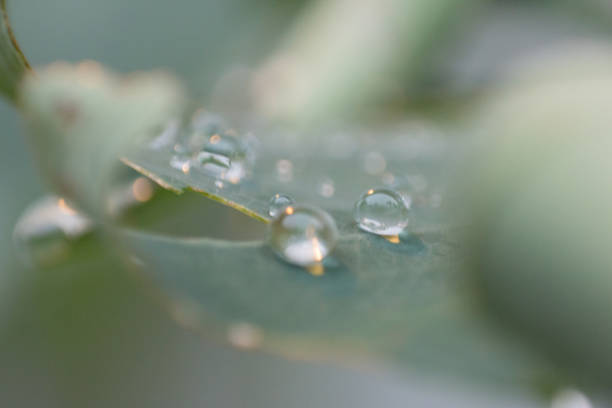 istock Macrophotography, Leaves and Water Droplets 1019079130