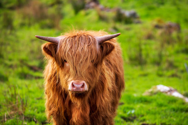 Highland cattle near Applecross Highland cattle on the Applecross peninsula applecross peninsula stock pictures, royalty-free photos & images