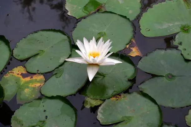 white Lotus around with lotus leaf in the pond.