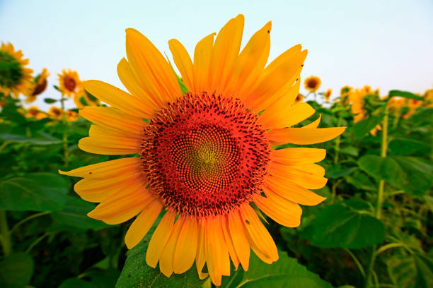 istock Sunflower grow in the wild