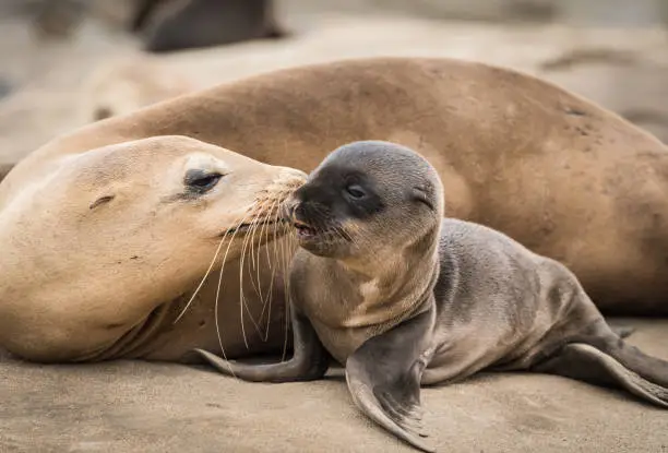 A photograph of a baby sea lion and its mom on the cliffs in La Jolla, California, USA