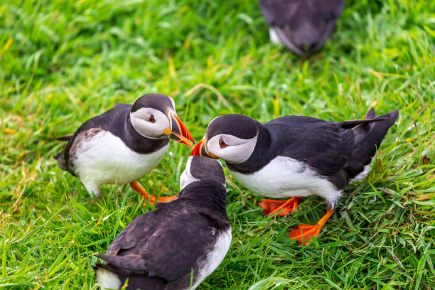 istock Puffins on Lunga Island 1019086930