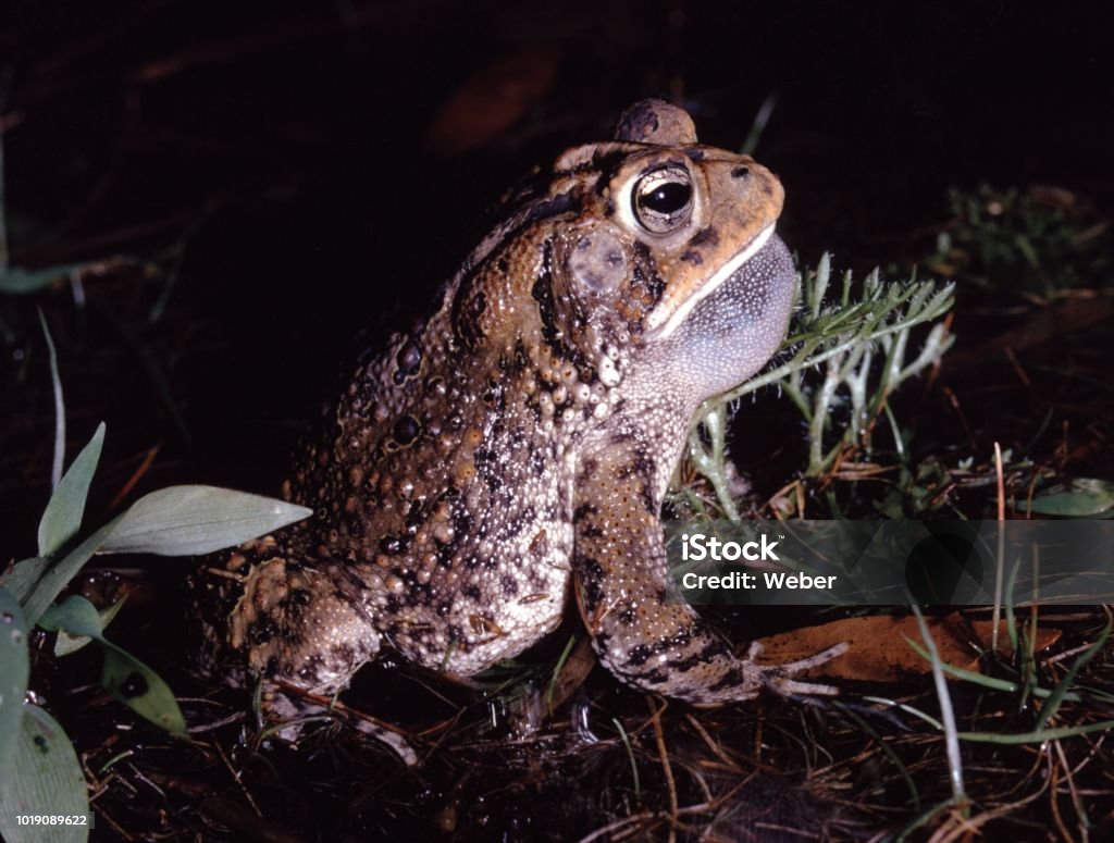 Amerikanische Kröte (Anaxyrus Americanus) - Lizenzfrei Bufo americanus Stock-Foto