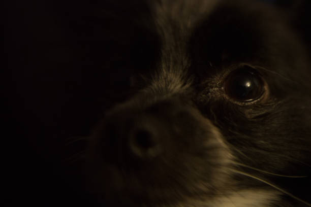 наполеон наполеон, папильон щенок собака - napolean стоковые фото и изображения