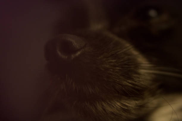 наполеон наполеон, папильон щенок собака - napolean стоковые фото и изображения