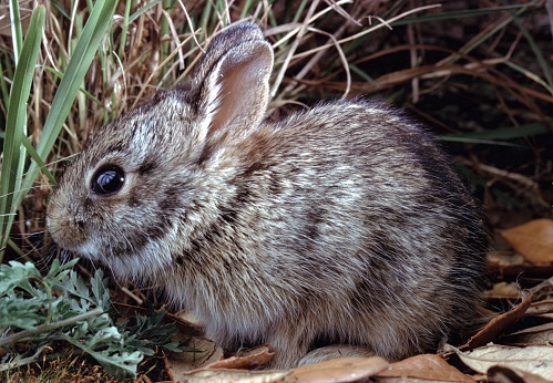 Cottontail Rabbit (Lepus Sylvaticus). Photographed by acclaimed wildlife photographer and writer, Dr. William J. Weber.