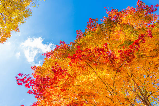 istock Maple tree in autumn season with blue sky in Japan 1019092674