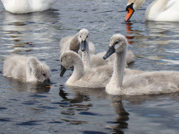 istock White swan with chicks swims in the lake 1019102720