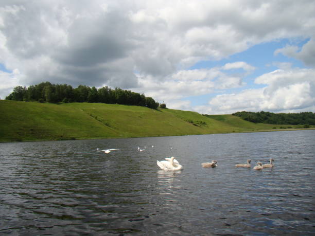 istock White swan with chicks swims in the lake 1019102752