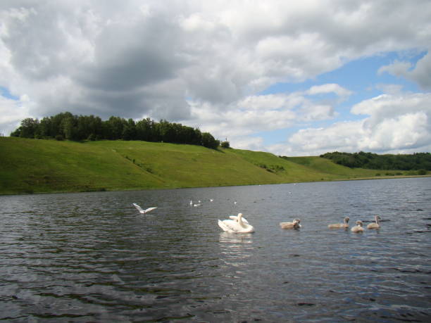 istock White swan with chicks swims in the lake 1019102764