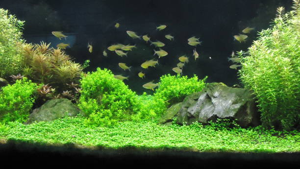 istock Freshwater Aquarium Landscape 1019113654