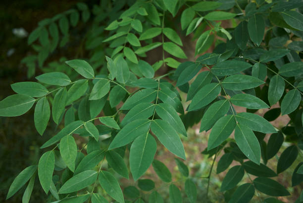 istock Styphnolobium japonicum 1019114014