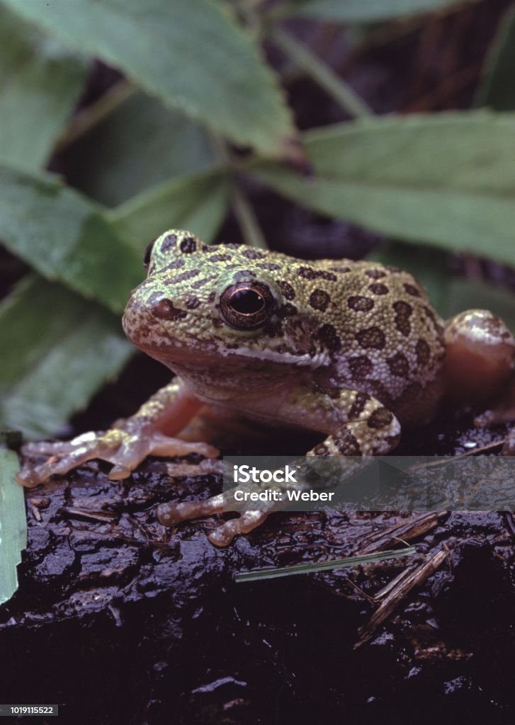 Aboiements Tree Frog (Hyla Gratiosa) - Photo de Amphibien libre de droits