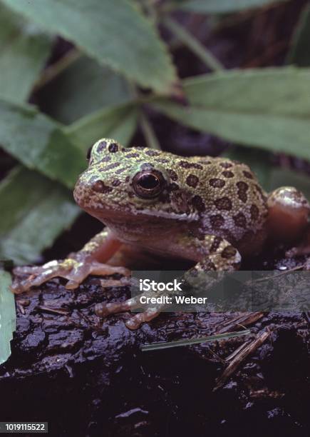 Photo libre de droit de Aboiements Tree Frog banque d'images et plus d'images libres de droit de Amphibien - Amphibien, Animaux à l'état sauvage, Chanter