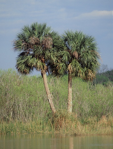Cabbage Palm (Sabal Palmetto). Photographed by acclaimed wildlife photographer and writer, Dr. William J. Weber.