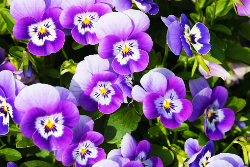 Purple pansy flowerbed - flowers natural pattern - relaxing landscape