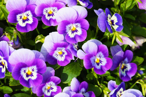 Purple pansy flowerbed - flowers natural pattern - relaxing landscape Purple pansy flowerbed - flowers natural pattern - relaxing landscape pansy photos stock pictures, royalty-free photos & images