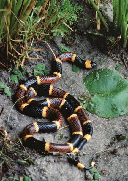 serpiente coral del este (micrurus fulvius) - coral snake fotografías e imágenes de stock