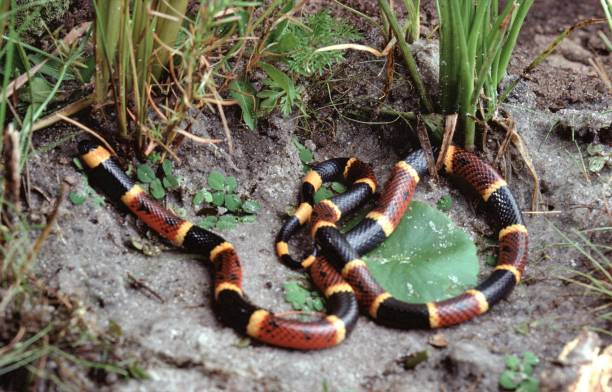 leste da cobra coral (micrurus fúlvio) - coral snake - fotografias e filmes do acervo