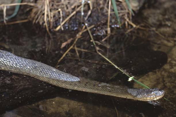 istock Florida Green Water Snake (Natrix Cyclopion Floridana) 1019126902