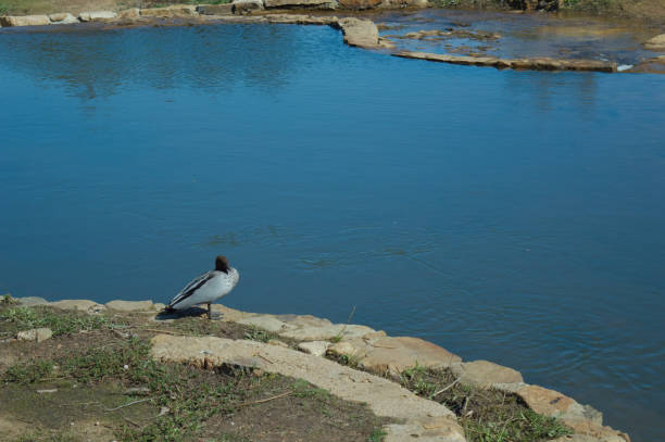 istock Bird sitting by the water 1019131620