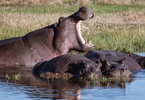 istock One hippo yawns, to show power over other prostrate hippos 1019134226