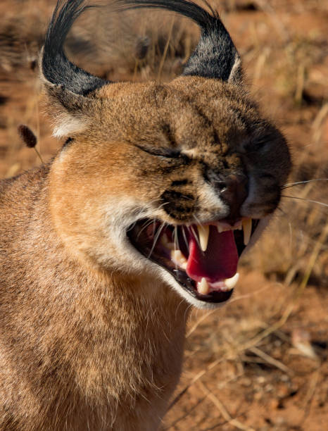 istock Caracal cat opens his mouth 1019134360