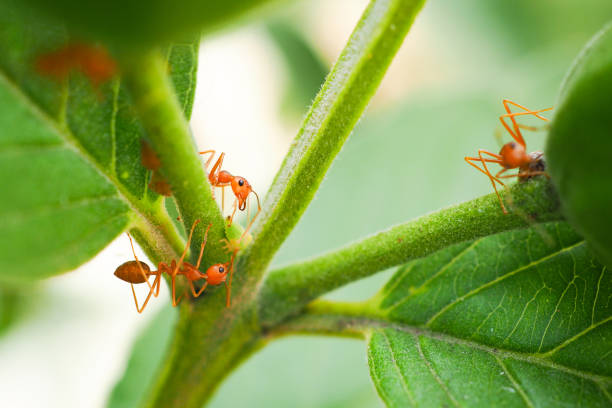 czerwone mrówki lub mrówki przeciwpożarowe, tajlandia - anthill macro ant food zdjęcia i obrazy z banku zdjęć