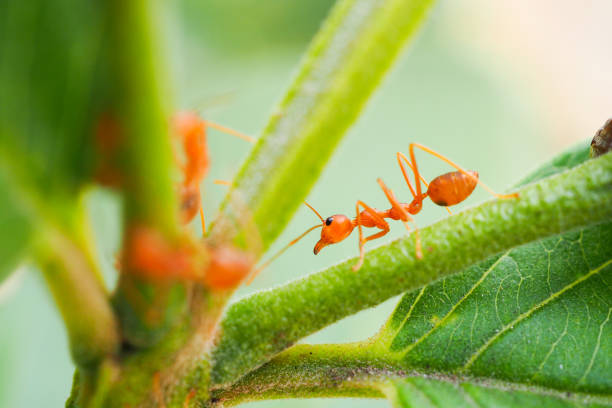 formiche rosse o formiche del fuoco, thailandia - animal head flash foto e immagini stock