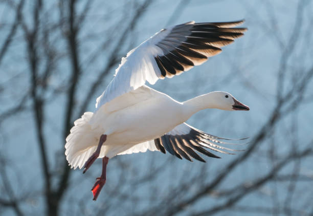 Snow goose landing in field. stock photo