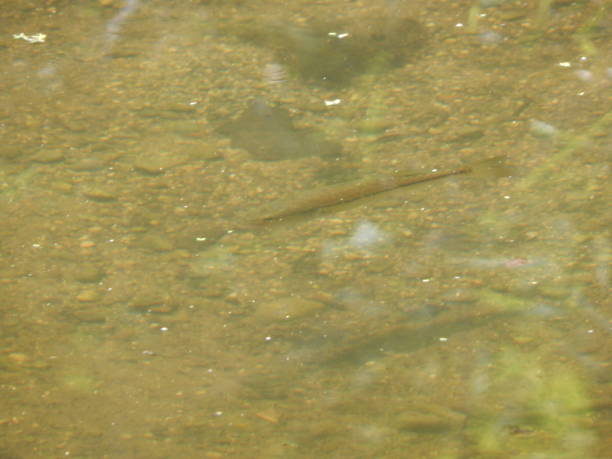 submerged striped bass at chain o' lakes state park, indiana - wild striped bass imagens e fotografias de stock