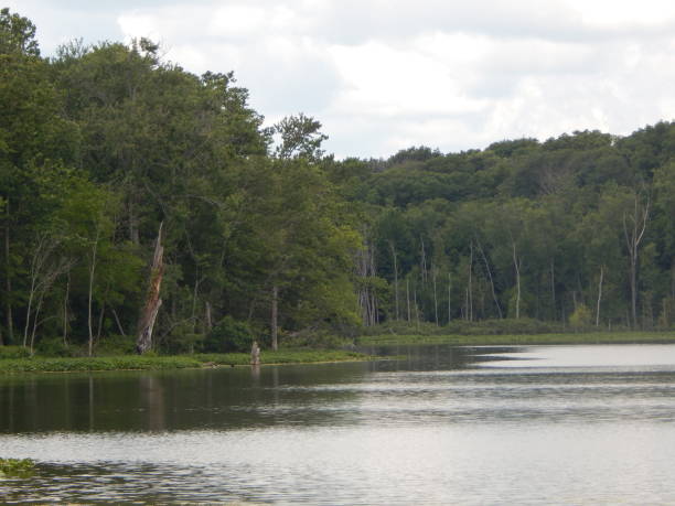 istock Sand Lake View With Water Plants and Forest on Opposite Shore 1019143704