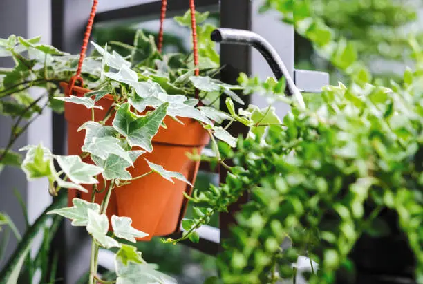 Photo of English ivy or Hedera helix in flower pot in small garden at balcony