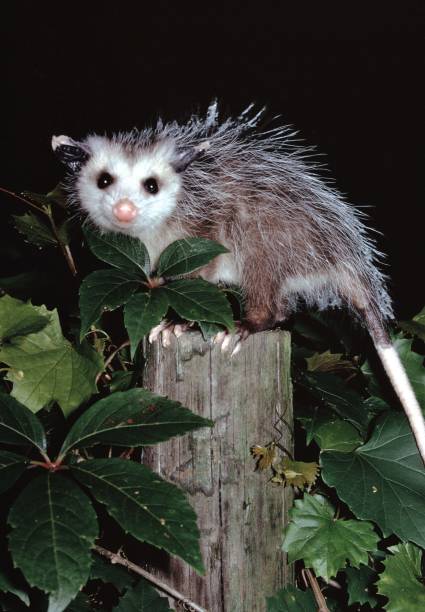 북아메리카 주머니 쥐 (didelphis virginiana) - common opossum 뉴스 사진 이미지