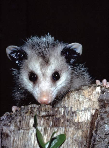 북아메리카 주머니 쥐 (didelphis virginiana) - common opossum 뉴스 사진 이미지