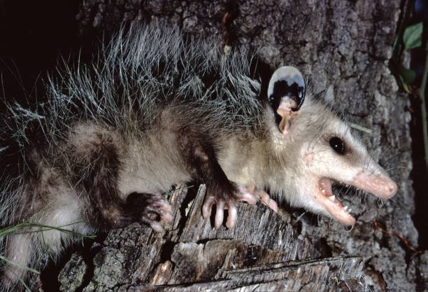북아메리카 주머니 쥐 (didelphis virginiana) - common opossum 뉴스 사진 이미지